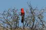 Baja05 - 292 * A male cardinal is muy rojo as well